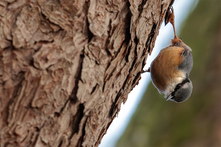 Sitta europaea on scots pinet